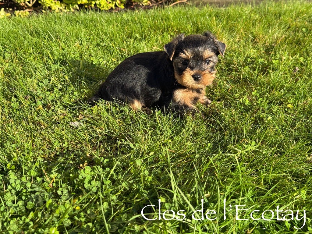 Du Clos De L'Ecotay - Chiots disponibles - Yorkshire Terrier