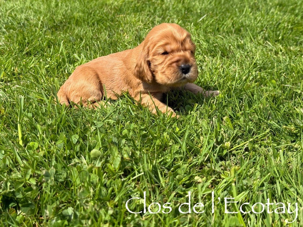 Du Clos De L'Ecotay - Chiots disponibles - Cocker Spaniel Anglais