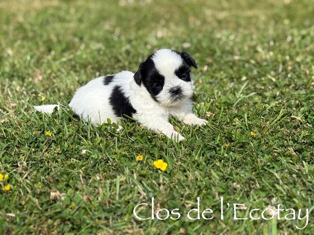 Du Clos De L'Ecotay - Chiots disponibles - Shih Tzu