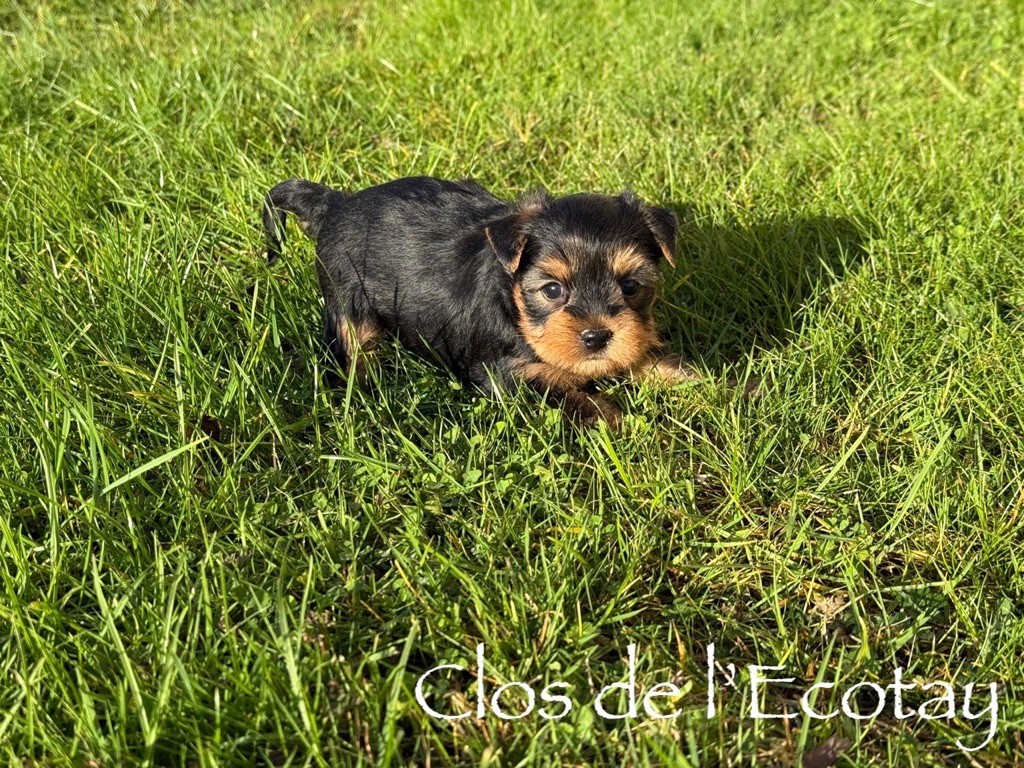 Du Clos De L'Ecotay - Chiots disponibles - Yorkshire Terrier