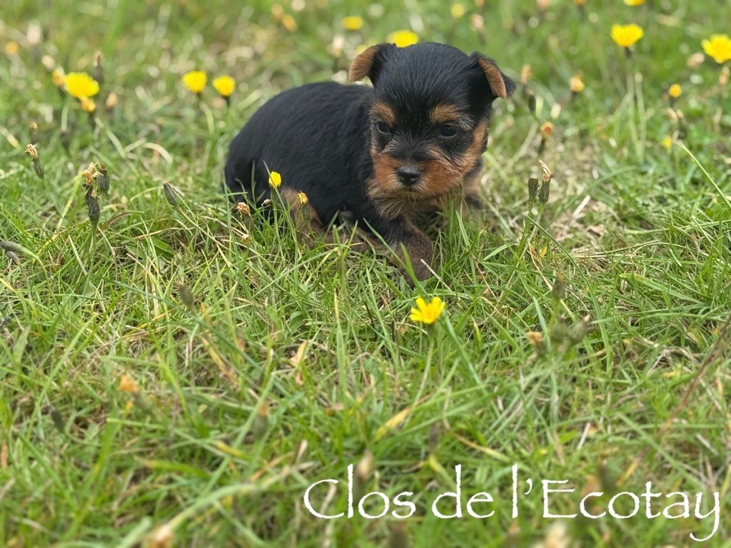 Du Clos De L'Ecotay - Chiots disponibles - Yorkshire Terrier