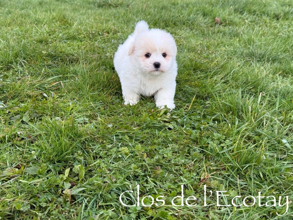 Du Clos De L'Ecotay - Chiots disponibles - Coton de Tulear