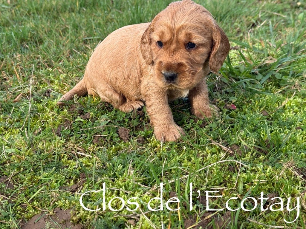 Du Clos De L'Ecotay - Chiots disponibles - Cocker Spaniel Anglais