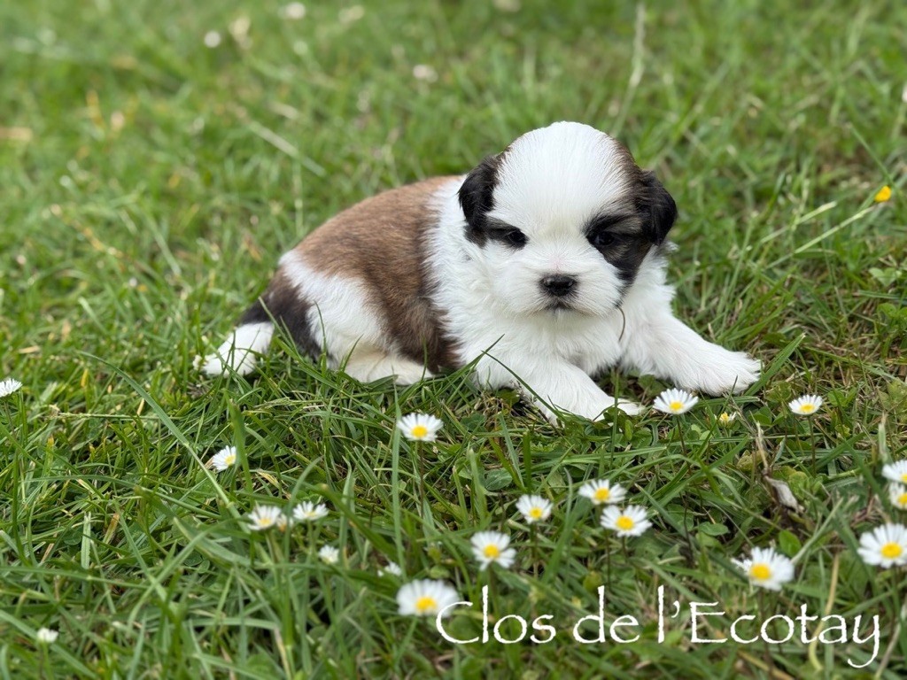 Du Clos De L'Ecotay - Chiots disponibles - Shih Tzu
