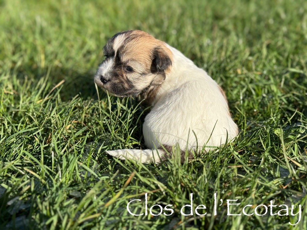 Du Clos De L'Ecotay - Chiots disponibles - Coton de Tulear