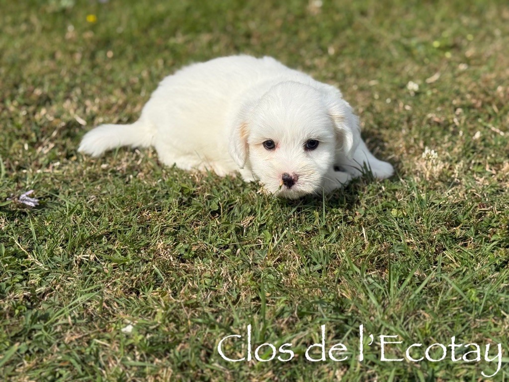 Du Clos De L'Ecotay - Chiots disponibles - Coton de Tulear