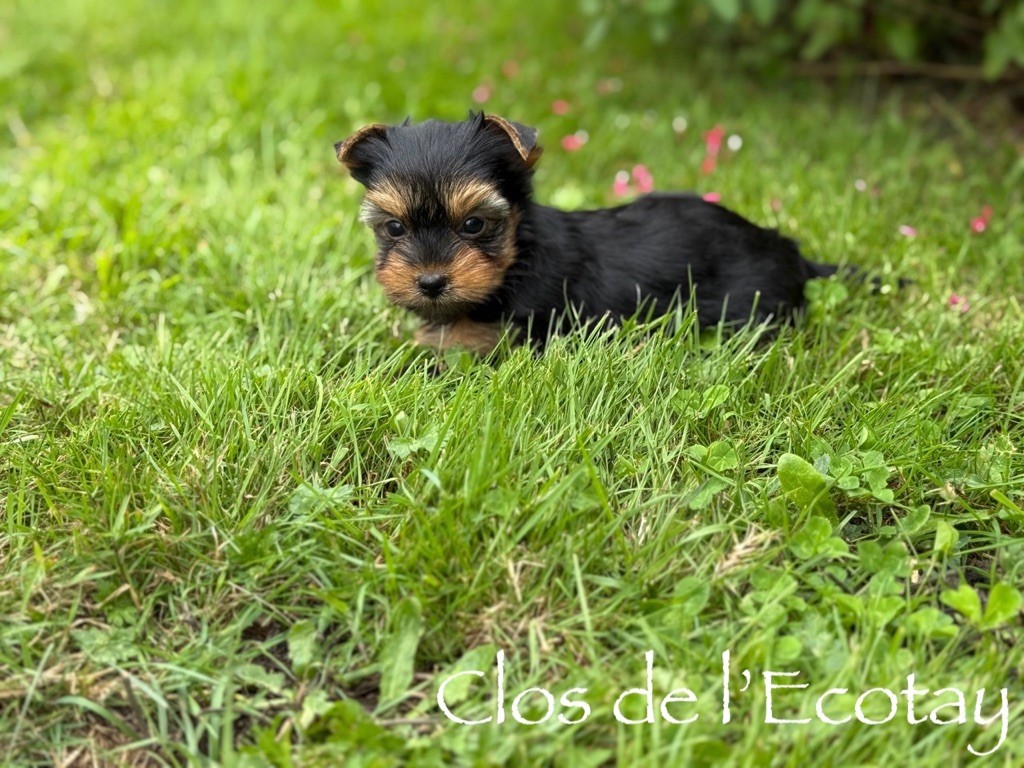 Du Clos De L'Ecotay - Chiots disponibles - Yorkshire Terrier