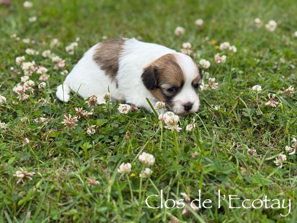 Du Clos De L'Ecotay - Chiots disponibles - Coton de Tulear