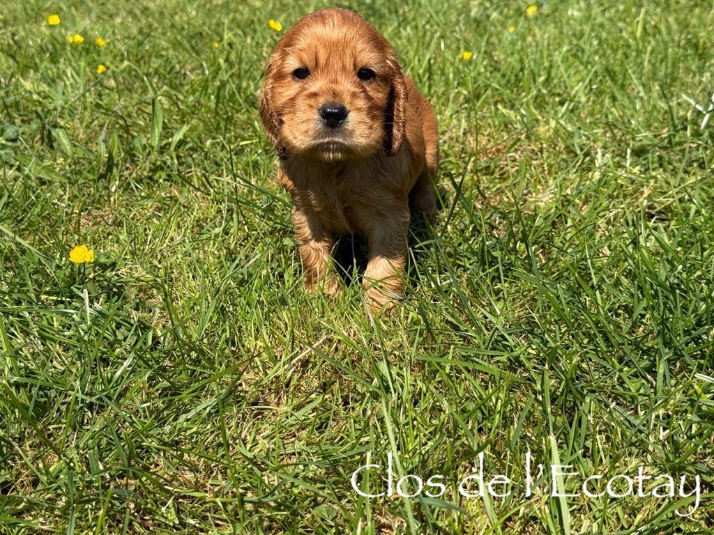 Du Clos De L'Ecotay - Cocker Spaniel Anglais - Portée née le 10/04/2025