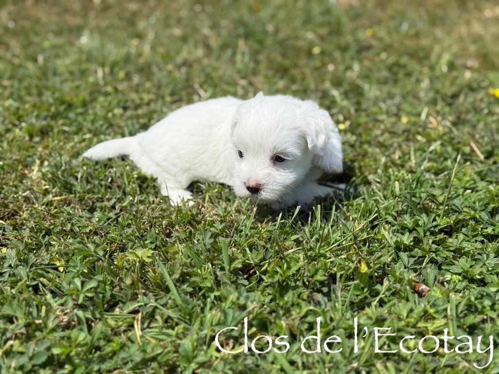 Du Clos De L'Ecotay - Chiots disponibles - Coton de Tulear
