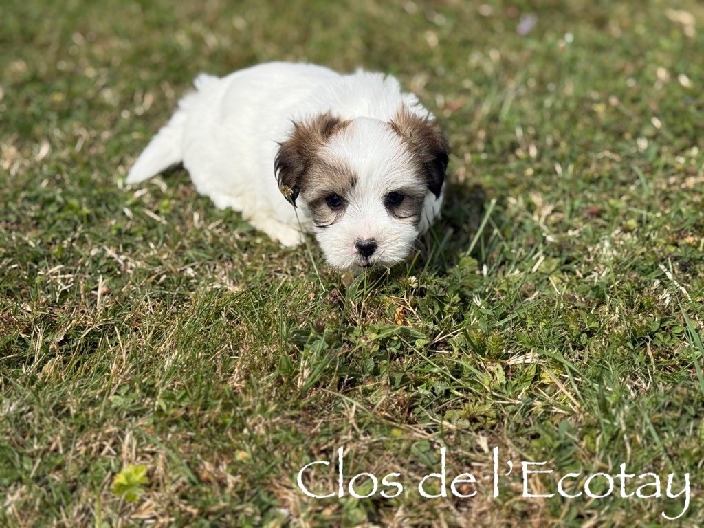Du Clos De L'Ecotay - Chiots disponibles - Coton de Tulear