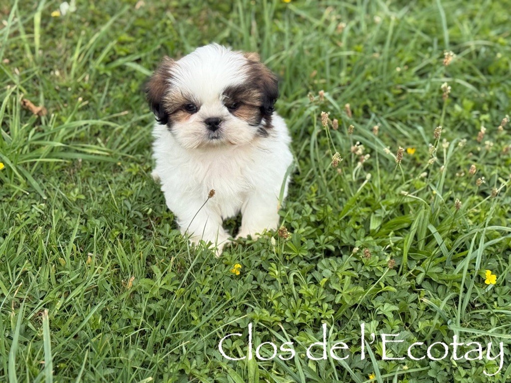 Du Clos De L'Ecotay - Chiots disponibles - Shih Tzu