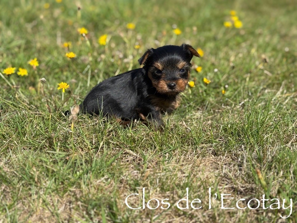 Du Clos De L'Ecotay - Chiots disponibles - Yorkshire Terrier