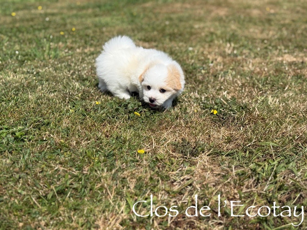 Du Clos De L'Ecotay - Chiots disponibles - Coton de Tulear
