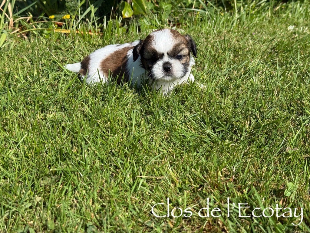 Du Clos De L'Ecotay - Chiots disponibles - Shih Tzu