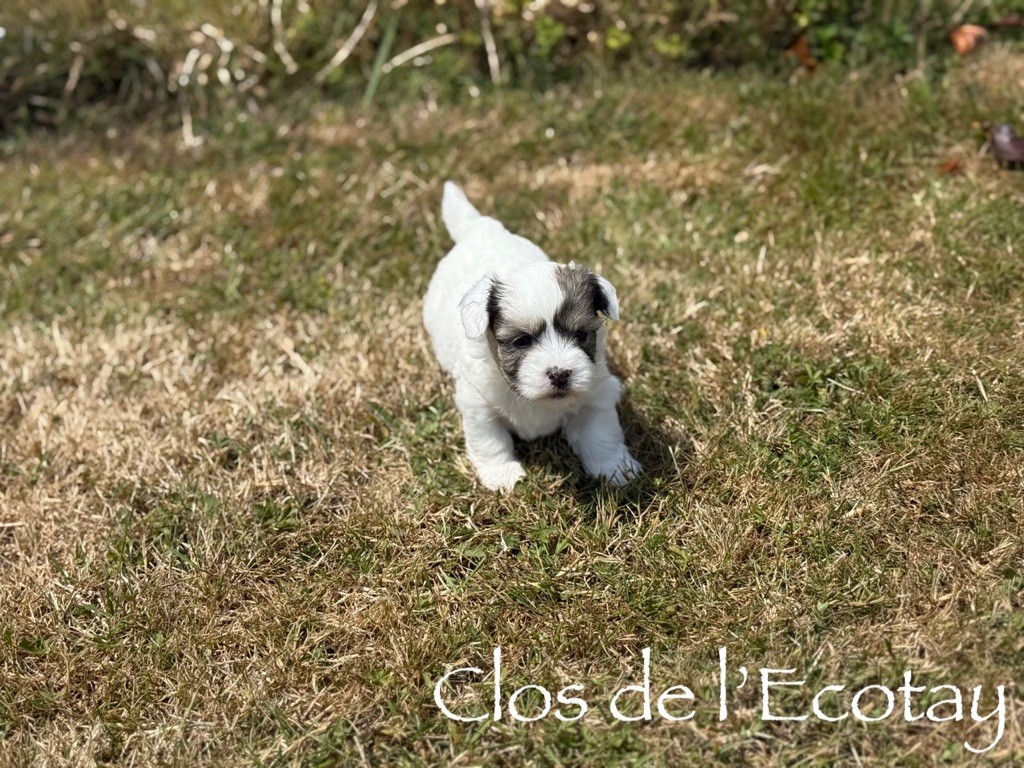Du Clos De L'Ecotay - Chiots disponibles - Coton de Tulear