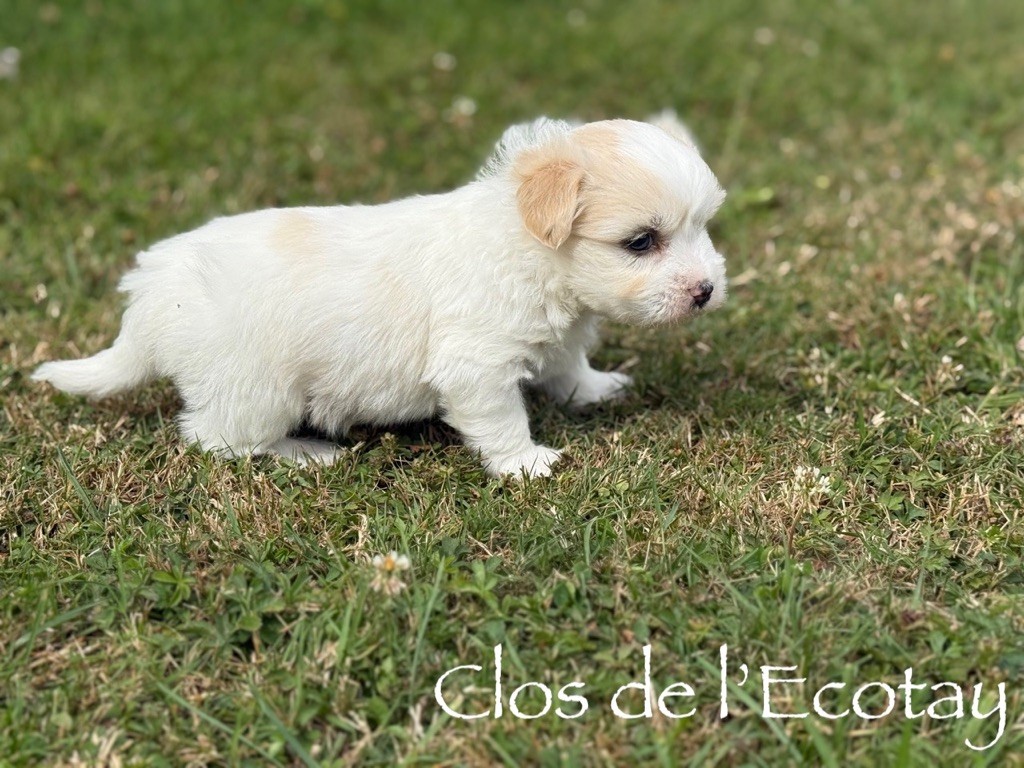 Du Clos De L'Ecotay - Chiots disponibles - Coton de Tulear