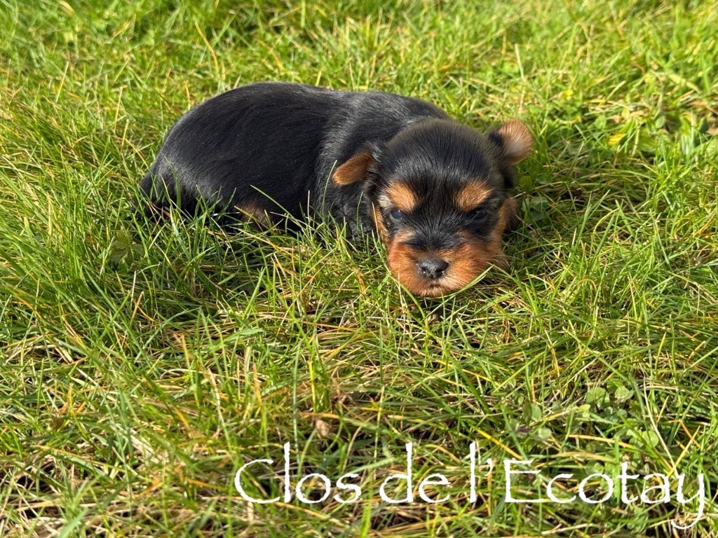 Du Clos De L'Ecotay - Chiots disponibles - Yorkshire Terrier