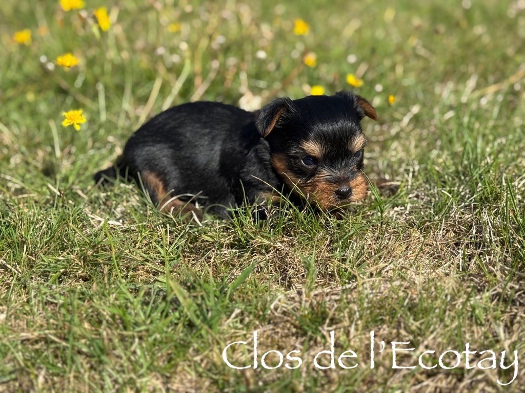 Du Clos De L'Ecotay - Chiots disponibles - Yorkshire Terrier