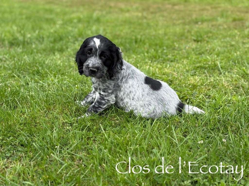 Du Clos De L'Ecotay - Cocker Spaniel Anglais - Portée née le 10/07/2025