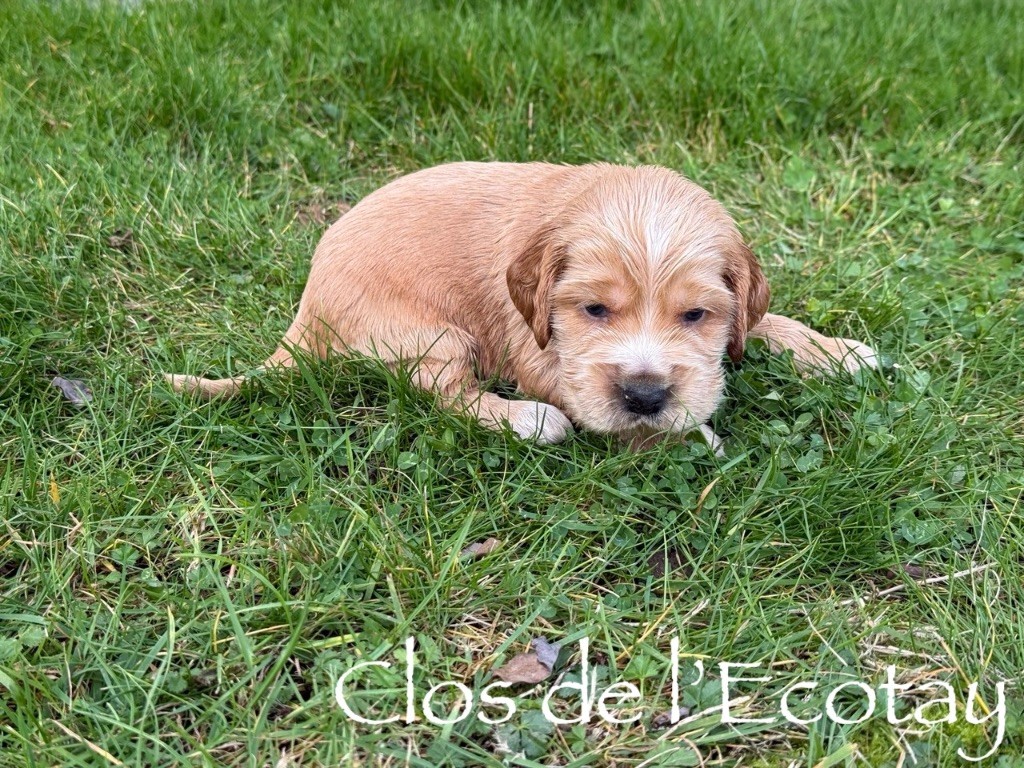 Du Clos De L'Ecotay - Cocker Spaniel Anglais - Portée née le 19/11/2025