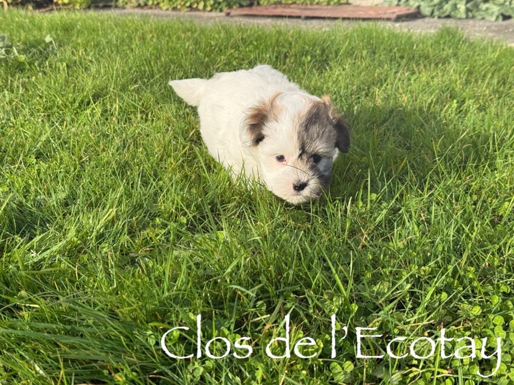 Du Clos De L'Ecotay - Chiots disponibles - Coton de Tulear
