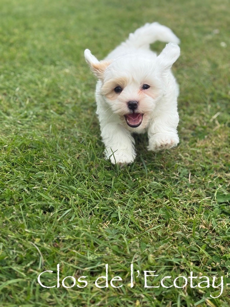 Du Clos De L'Ecotay - Chiots disponibles - Coton de Tulear