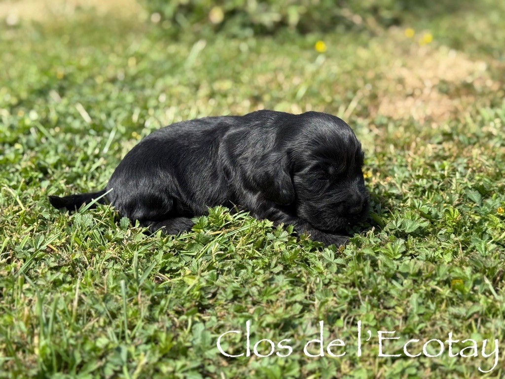 Du Clos De L'Ecotay - Chiots disponibles - Cocker Spaniel Anglais