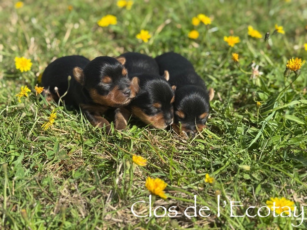 Du Clos De L'Ecotay - Chiots disponibles - Yorkshire Terrier