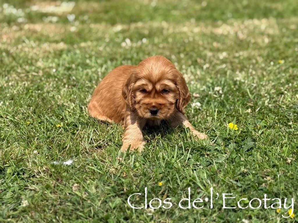 Du Clos De L'Ecotay - Chiots disponibles - Cocker Spaniel Anglais