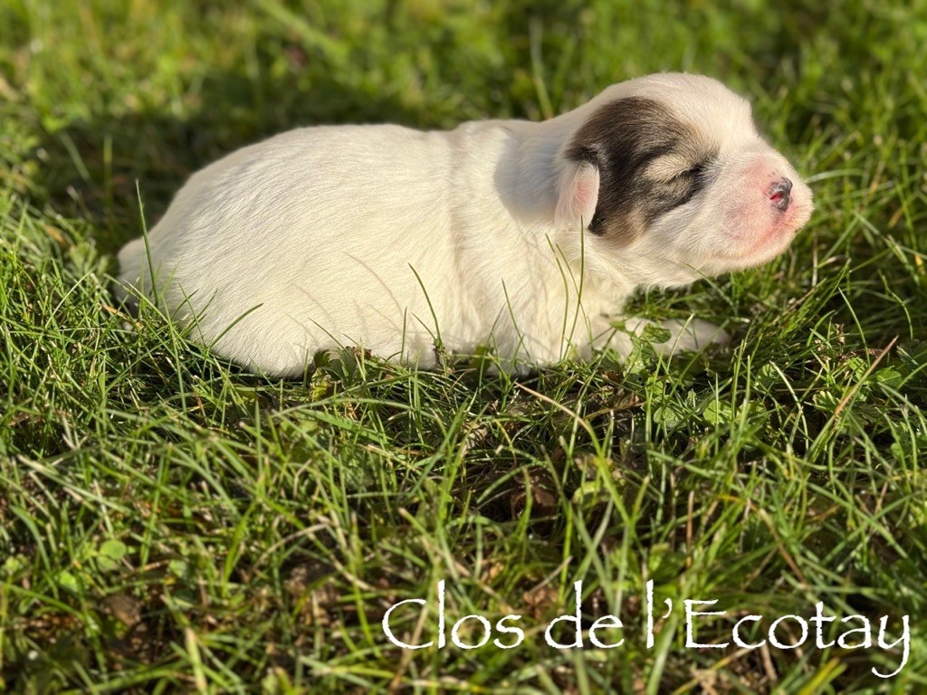 Du Clos De L'Ecotay - Chiots disponibles - Coton de Tulear