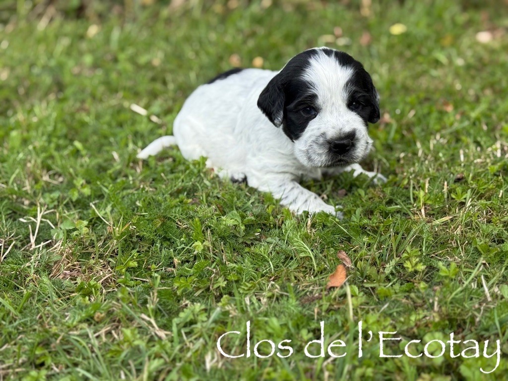 Du Clos De L'Ecotay - Chiots disponibles - Cocker Spaniel Anglais