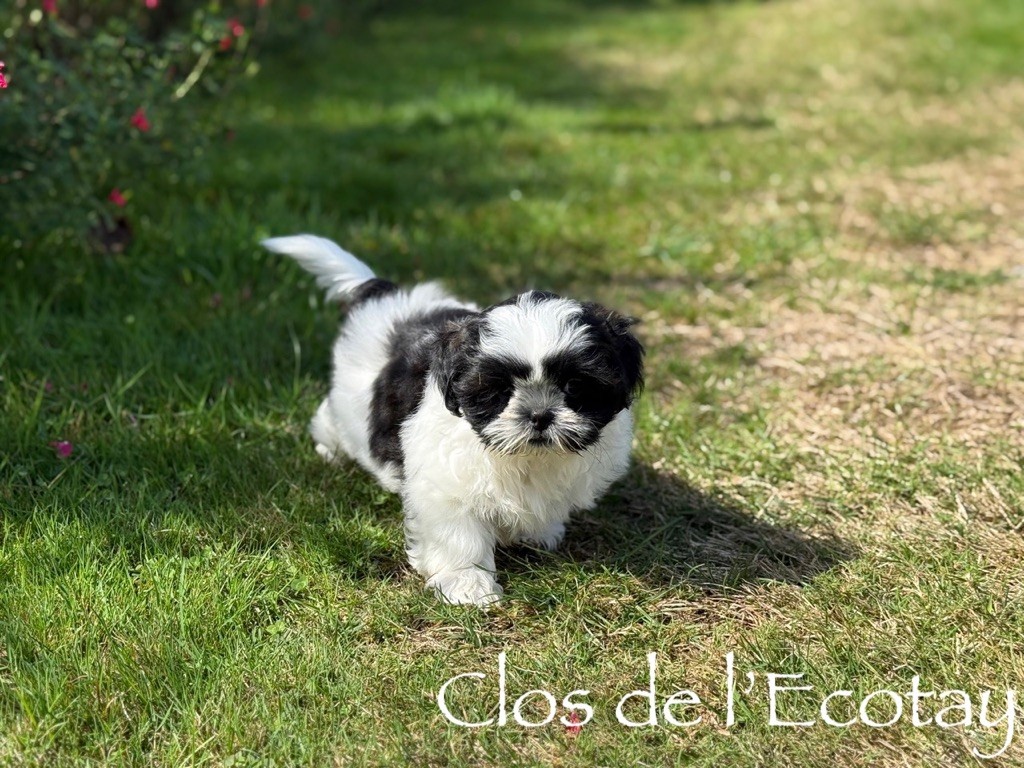 Du Clos De L'Ecotay - Chiots disponibles - Shih Tzu