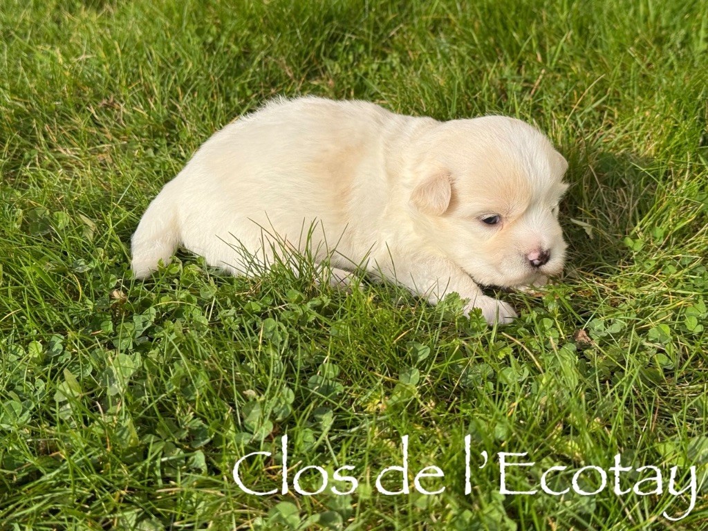 Du Clos De L'Ecotay - Chiots disponibles - Coton de Tulear