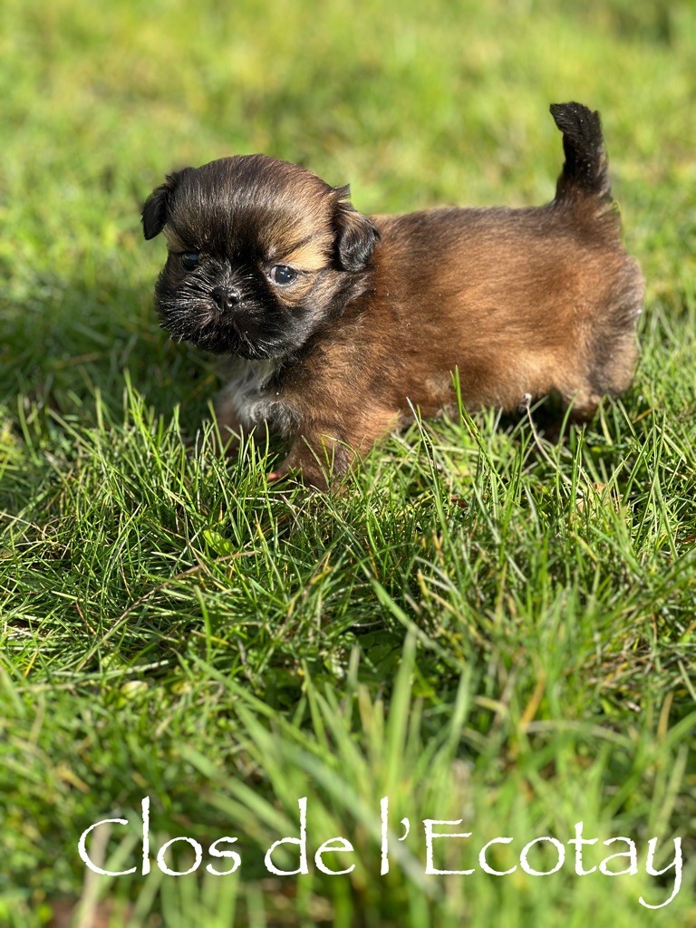 Du Clos De L'Ecotay - Shih Tzu - Portée née le 22/12/2023