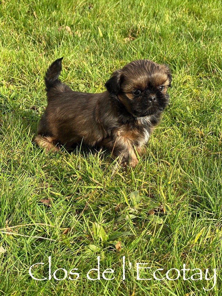 Du Clos De L'Ecotay - Shih Tzu - Portée née le 22/12/2023
