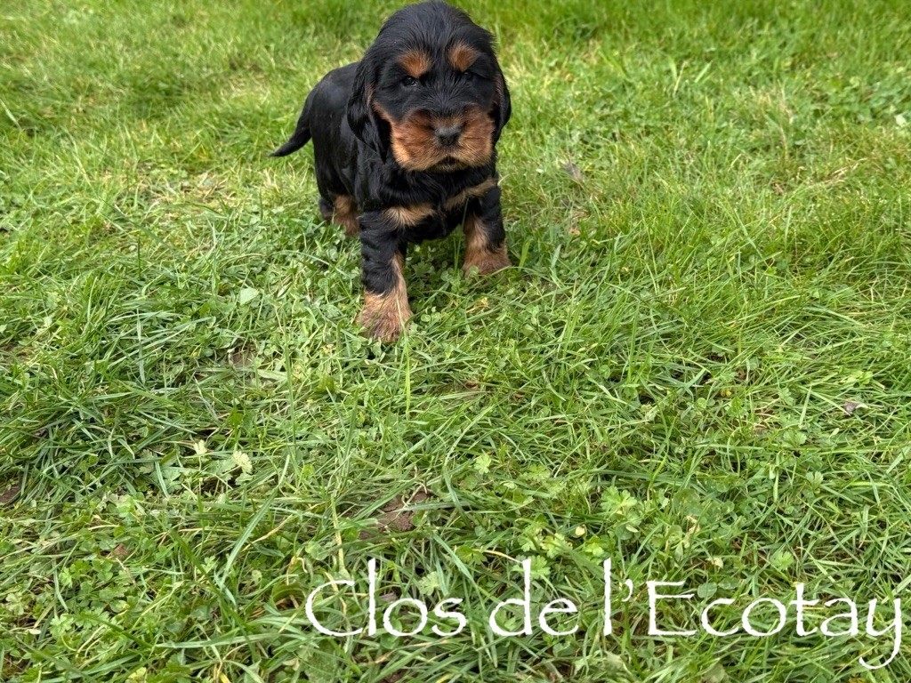 Du Clos De L'Ecotay - Cocker Spaniel Anglais - Portée née le 14/11/2025
