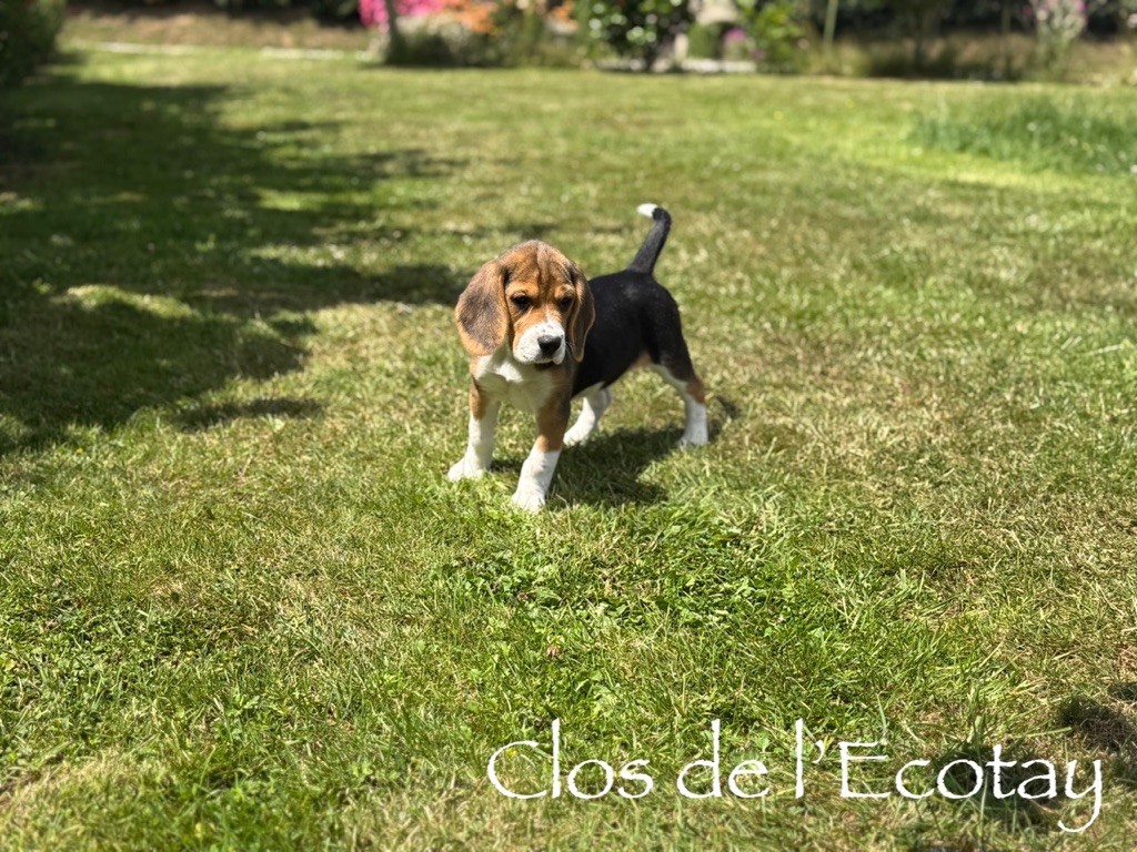 Du Clos De L'Ecotay - Chiots disponibles - Beagle