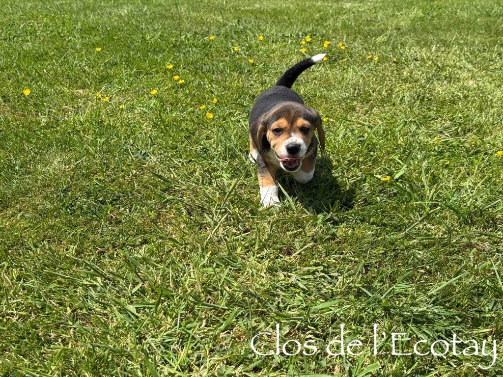 Du Clos De L'Ecotay - Chiots disponibles - Beagle