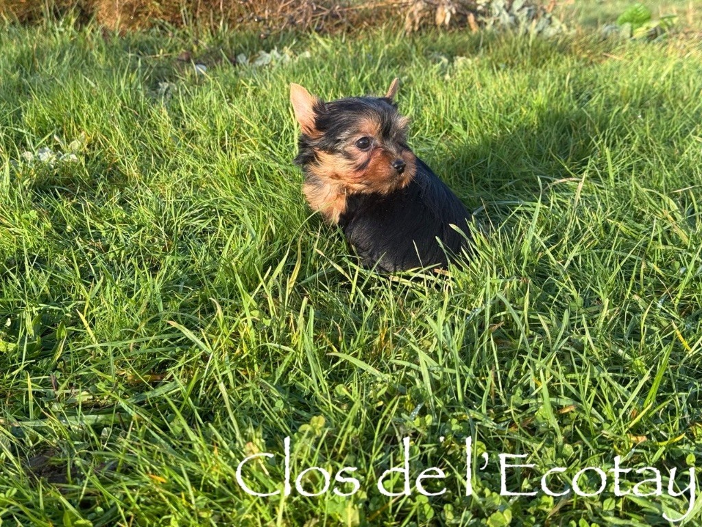 Du Clos De L'Ecotay - Chiots disponibles - Yorkshire Terrier
