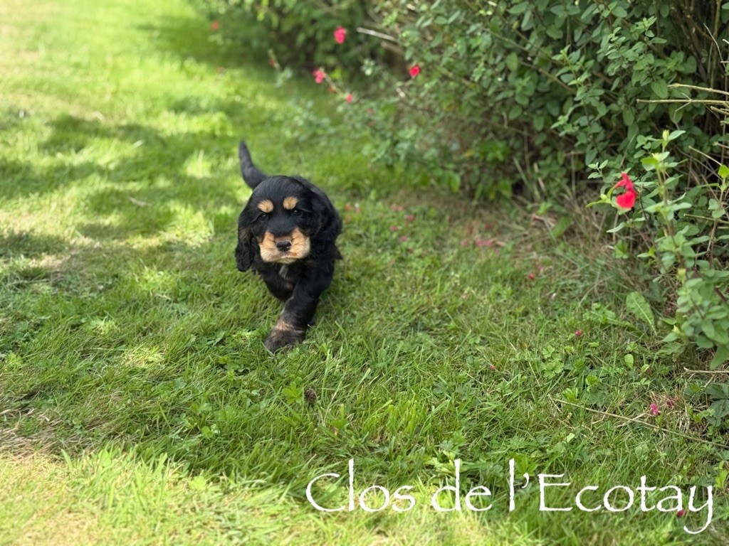 Du Clos De L'Ecotay - Chiots disponibles - Cocker Spaniel Anglais