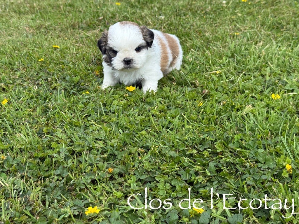 Du Clos De L'Ecotay - Chiots disponibles - Shih Tzu
