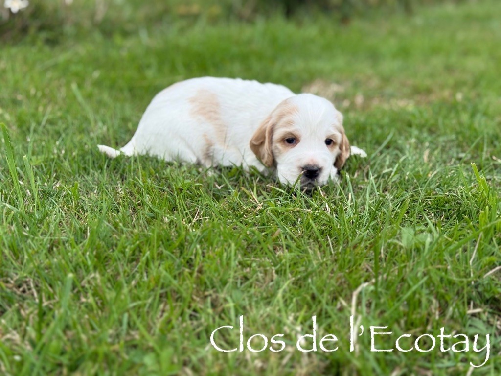 Du Clos De L'Ecotay - Chiots disponibles - Cocker Spaniel Anglais