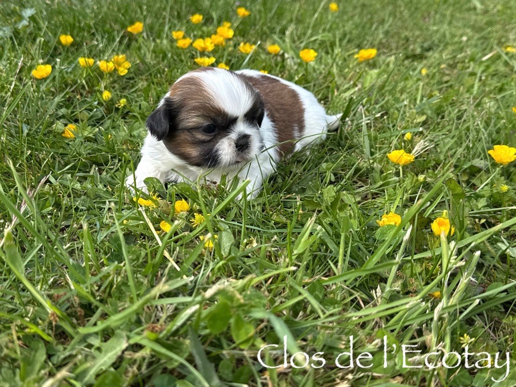 Du Clos De L'Ecotay - Chiots disponibles - Shih Tzu