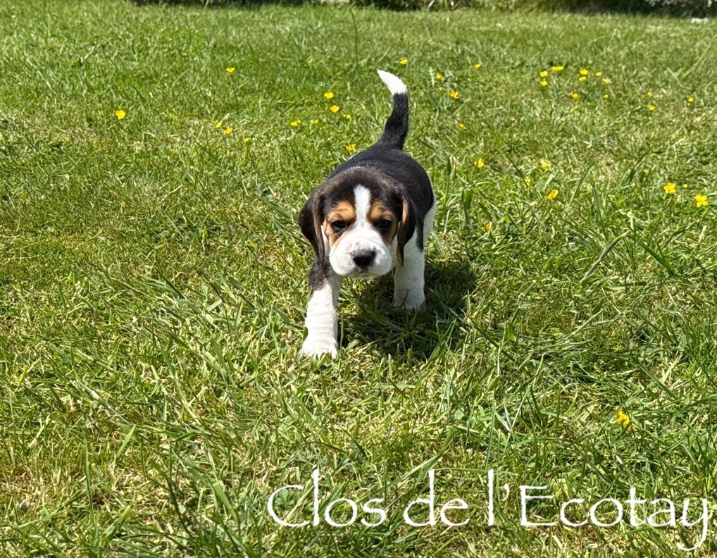 Du Clos De L'Ecotay - Chiots disponibles - Beagle