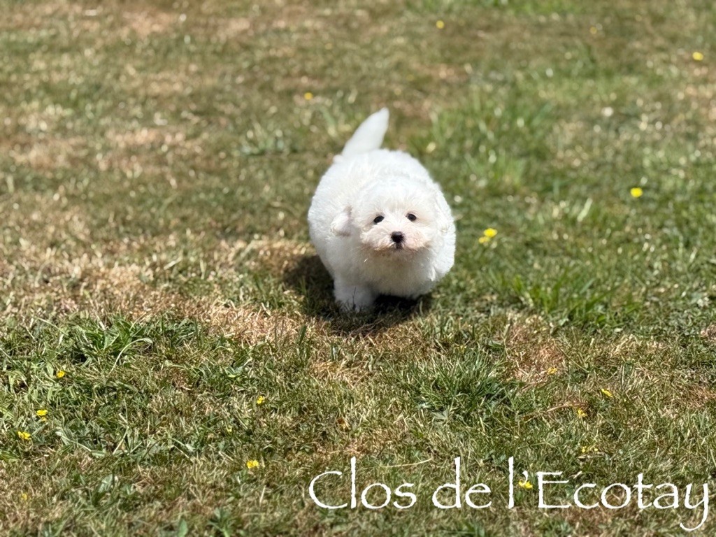 Du Clos De L'Ecotay - Chiots disponibles - Coton de Tulear