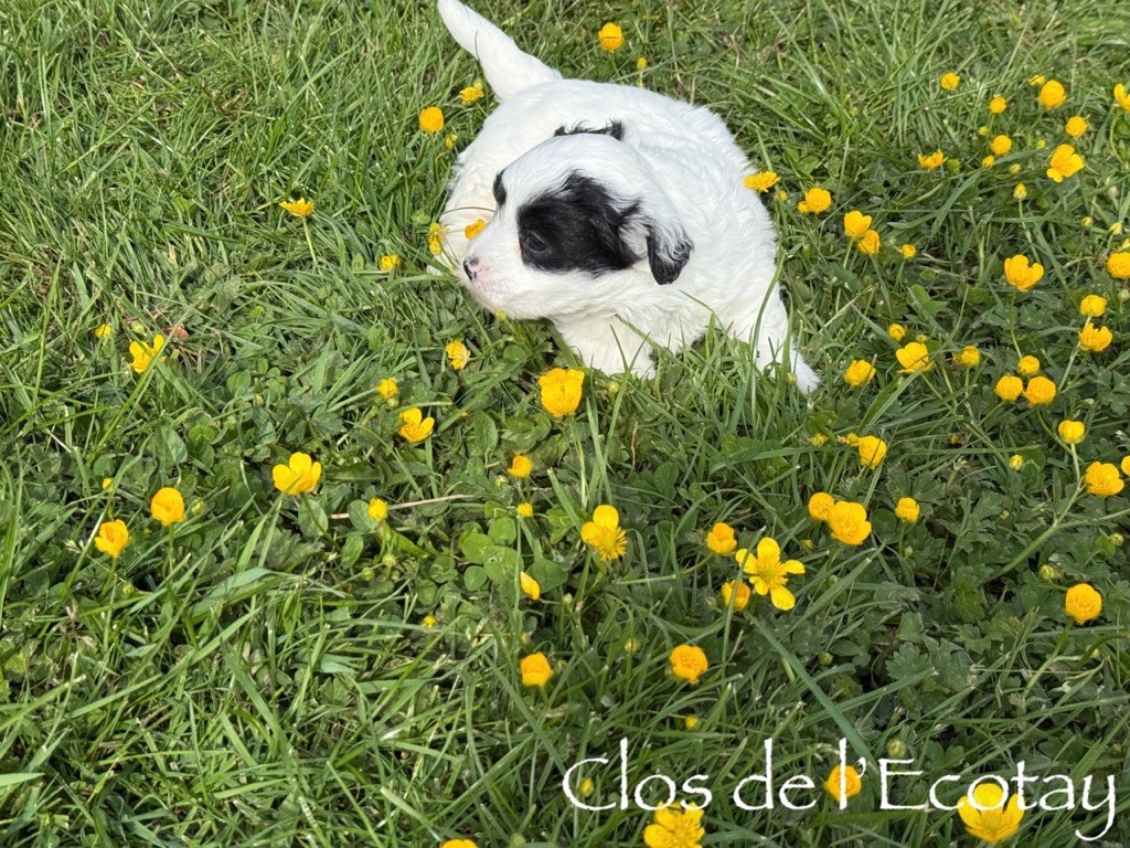 Du Clos De L'Ecotay - Chiots disponibles - Coton de Tulear