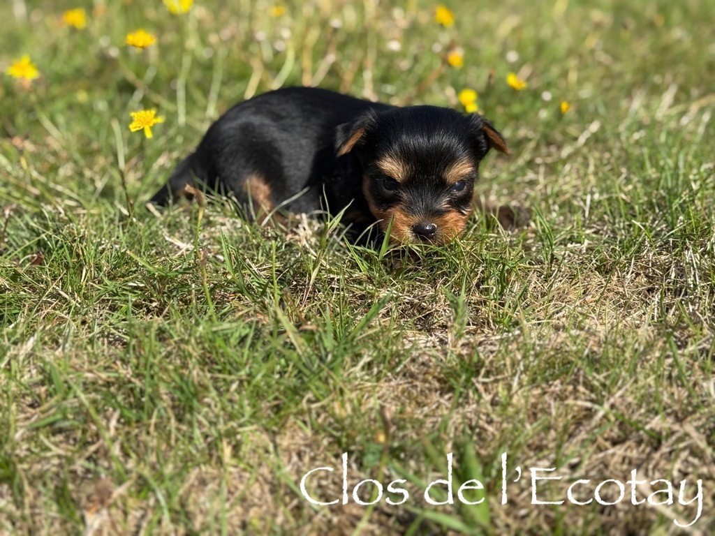 Du Clos De L'Ecotay - Chiots disponibles - Yorkshire Terrier
