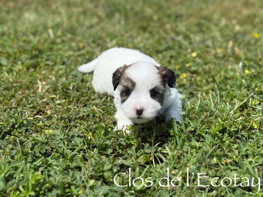 Du Clos De L'Ecotay - Chiots disponibles - Coton de Tulear