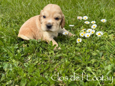 BASILE pour Raphaele